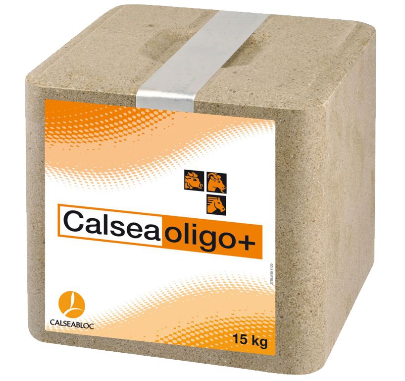 calsea Olig0-7653.jpg